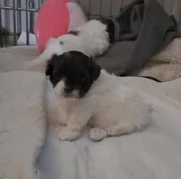 Peanut , a female Shihpoo for sale in Maple Park, IL – Photo 2 of 4