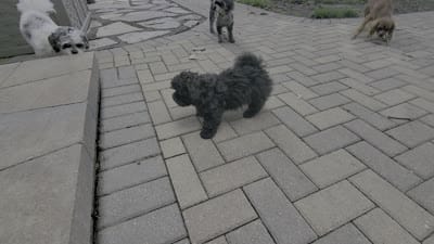 Ebony, a female Shihpoo for sale in Maple Park, IL – 4 of 4