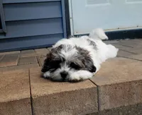 Buddy, a male Shihpoo for sale in Maple Park, IL – 4 of 5
