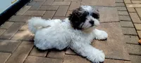 Buddy, a male Shihpoo for sale in Maple Park, IL – 5 of 5