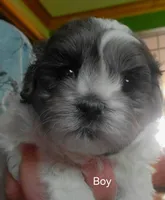 Buddy, a male Shihpoo for sale in Maple Park, IL – Photo 1 of 3