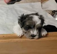 Buddy, a male Shihpoo for sale in Maple Park, IL – Photo 2 of 3