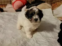 Buddy, a male Shihpoo for sale in Maple Park, IL – Photo 3 of 3