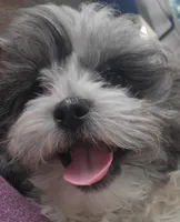Buddy, a male Shihpoo for sale in Maple Park, IL – 3 of 5
