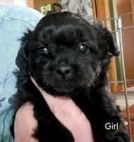 B Girl, a female Shihpoo for sale in Maple Park, IL – 1 of 2