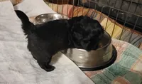 B Girl, a female Shihpoo for sale in Maple Park, IL – 2 of 2