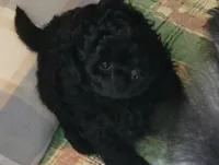 Shadow, a male Shihpoo for sale in Maple Park, IL – 2 of 2