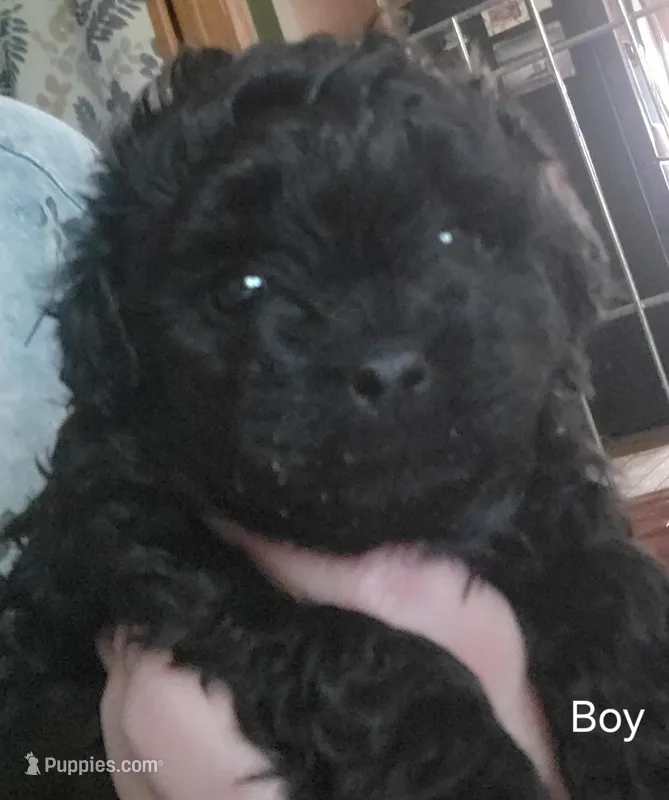 Shadow – Shihpoo puppy for sale in Maple Park, IL