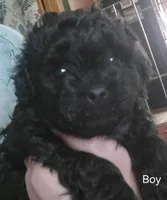 Shadow, a male Shihpoo for sale in Maple Park, IL – 1 of 2