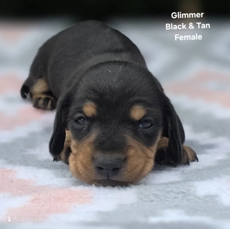 Glimmer – Miniature Dachshund puppy for sale in Florence, KY
