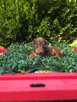 Data, a female Miniature Dachshund for sale in Florence, KY – 3 of 8
