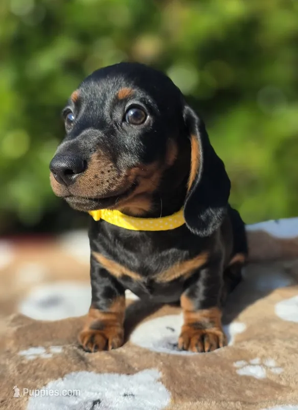 "Ledger" - Yellow Collar – Miniature Dachshund puppy for sale in Florence, KY