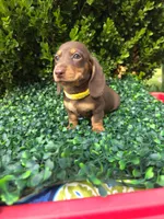 Glitch, a female Miniature Dachshund for sale in Florence, KY – 6 of 6