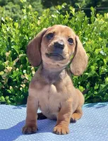 🐸Lily *Smooth*📸VIDEOS📸, a female Miniature Dachshund for sale in Florence, KY – Photo 7 of 10