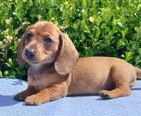 🐸Lily *Smooth*📸VIDEOS📸, a female Miniature Dachshund for sale in Florence, KY – Photo 4 of 10