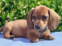 🐸Lily *Smooth*📸VIDEOS📸, a female Miniature Dachshund for sale in Florence, KY – Photo 2 of 10