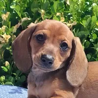 🐸Lily *Smooth*📸VIDEOS📸, a female Miniature Dachshund for sale in Florence, KY – Photo 1 of 10