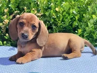 🐸Lily *Smooth*📸VIDEOS📸, a female Miniature Dachshund for sale in Florence, KY – Photo 3 of 10