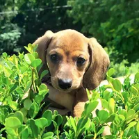 🐸Lily *Smooth*📸VIDEOS📸, a female Miniature Dachshund for sale in Florence, KY – Photo 8 of 10