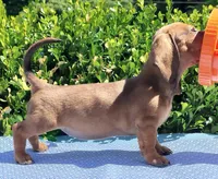 🐸Lily *Smooth*📸VIDEOS📸, a female Miniature Dachshund for sale in Florence, KY – Photo 9 of 10