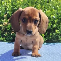 🐸Lily *Smooth*📸VIDEOS📸, a female Miniature Dachshund for sale in Florence, KY – Photo 5 of 10