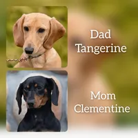 🐸Lily *Smooth*📸VIDEOS📸, a female Miniature Dachshund for sale in Florence, KY – Photo 10 of 10