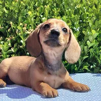 🐸Lily *Smooth*📸VIDEOS📸, a female Miniature Dachshund for sale in Florence, KY – Photo 6 of 10