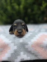 Shine , a male Miniature Dachshund for sale in Florence, KY – 6 of 6