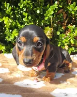 G, a female Miniature Dachshund for sale in Florence, KY – 1 of 3