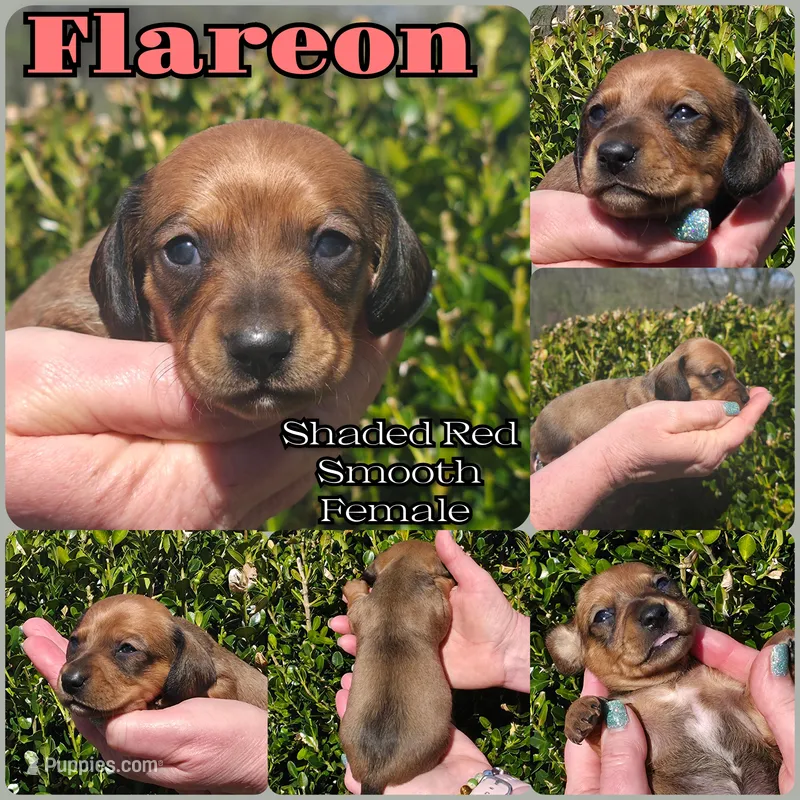 Flareon  – Miniature Dachshund puppy for sale in Florence, KY