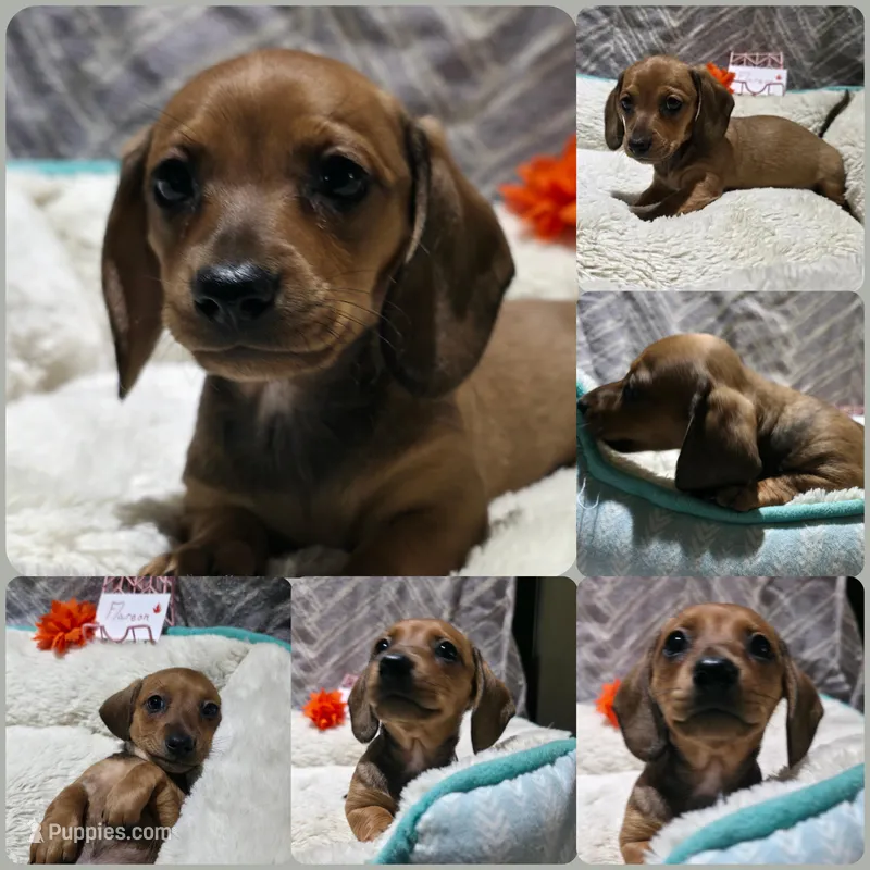Flareon  – Miniature Dachshund puppy for sale in Florence, KY