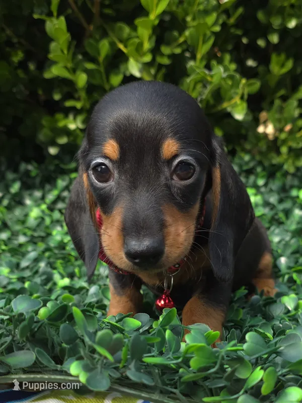 Hacker – Miniature Dachshund puppy for sale in Florence, KY