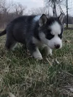 Reese, a male Siberian Husky for sale in Florence, KY – Photo 2 of 9