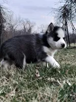 Reese, a male Siberian Husky for sale in Florence, KY – Photo 3 of 9