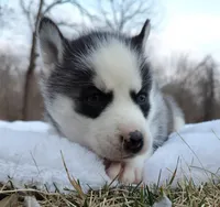 Reese, a male Siberian Husky for sale in Florence, KY – Photo 7 of 9