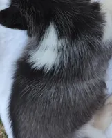 Reese, a male Siberian Husky for sale in Florence, KY – Photo 4 of 9