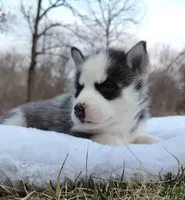 Reese, a male Siberian Husky for sale in Florence, KY – Photo 5 of 9