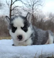 Reese, a male Siberian Husky for sale in Florence, KY – Photo 9 of 9