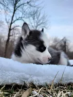 Reese, a male Siberian Husky for sale in Florence, KY – Photo 8 of 9