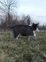 Reese, a male Siberian Husky for sale in Florence, KY – Photo 6 of 9