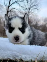 Reese, a male Siberian Husky for sale in Florence, KY – Photo 1 of 9