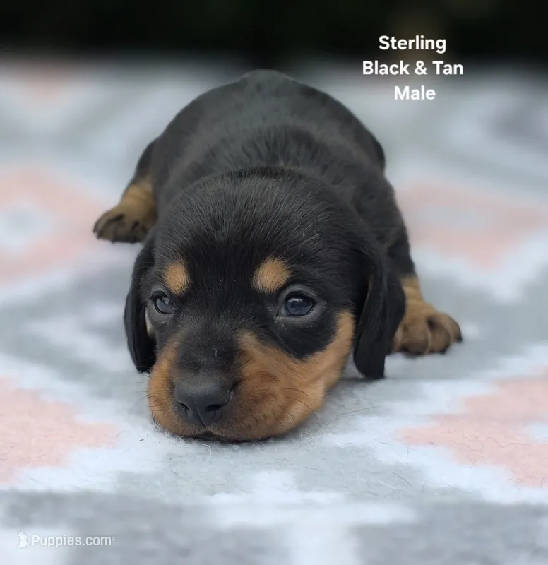 Sterling  – Miniature Dachshund puppy for sale in Florence, KY