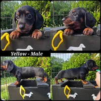 "Ledger" - Yellow Collar, a male Miniature Dachshund for sale in Florence, KY – 1 of 1