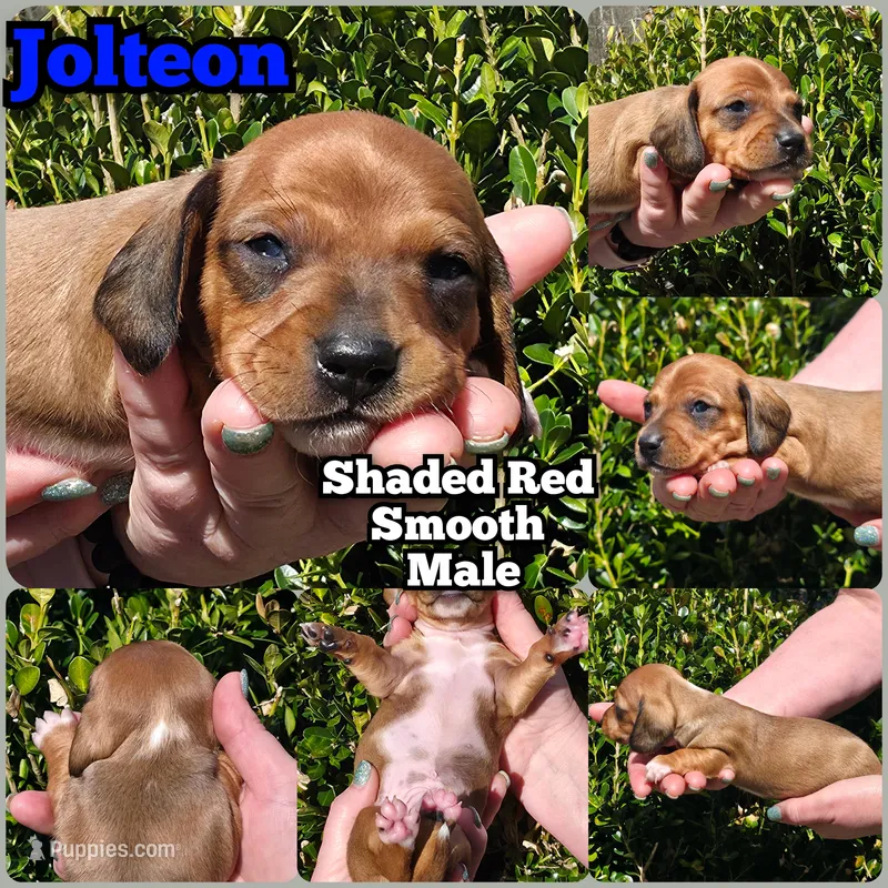 C – Miniature Dachshund puppy for sale in Florence, KY