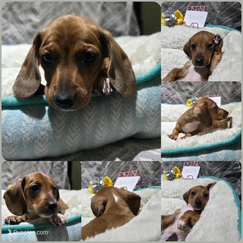 Jolteon – Miniature Dachshund puppy for sale in Florence, KY