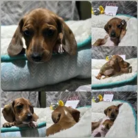 Jolteon, a male Miniature Dachshund for sale in Florence, KY – Photo 1 of 3