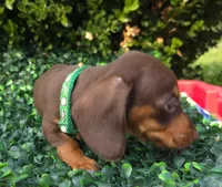 Data, a female Miniature Dachshund for sale in Florence, KY – 8 of 8