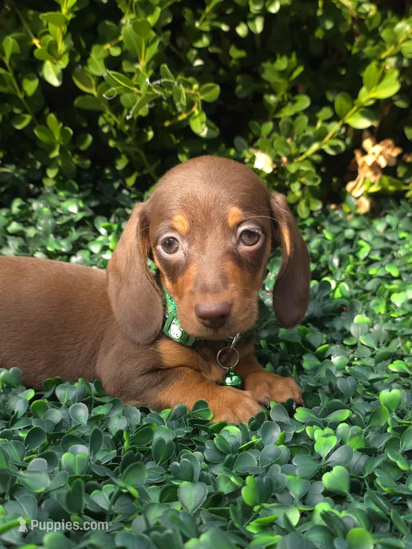 Data – Miniature Dachshund puppy for sale in Florence, KY