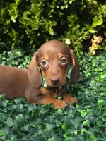Data, a female Miniature Dachshund for sale in Florence, KY – 1 of 8