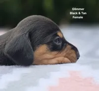 Glimmer, a female Miniature Dachshund for sale in Florence, KY – 3 of 3
